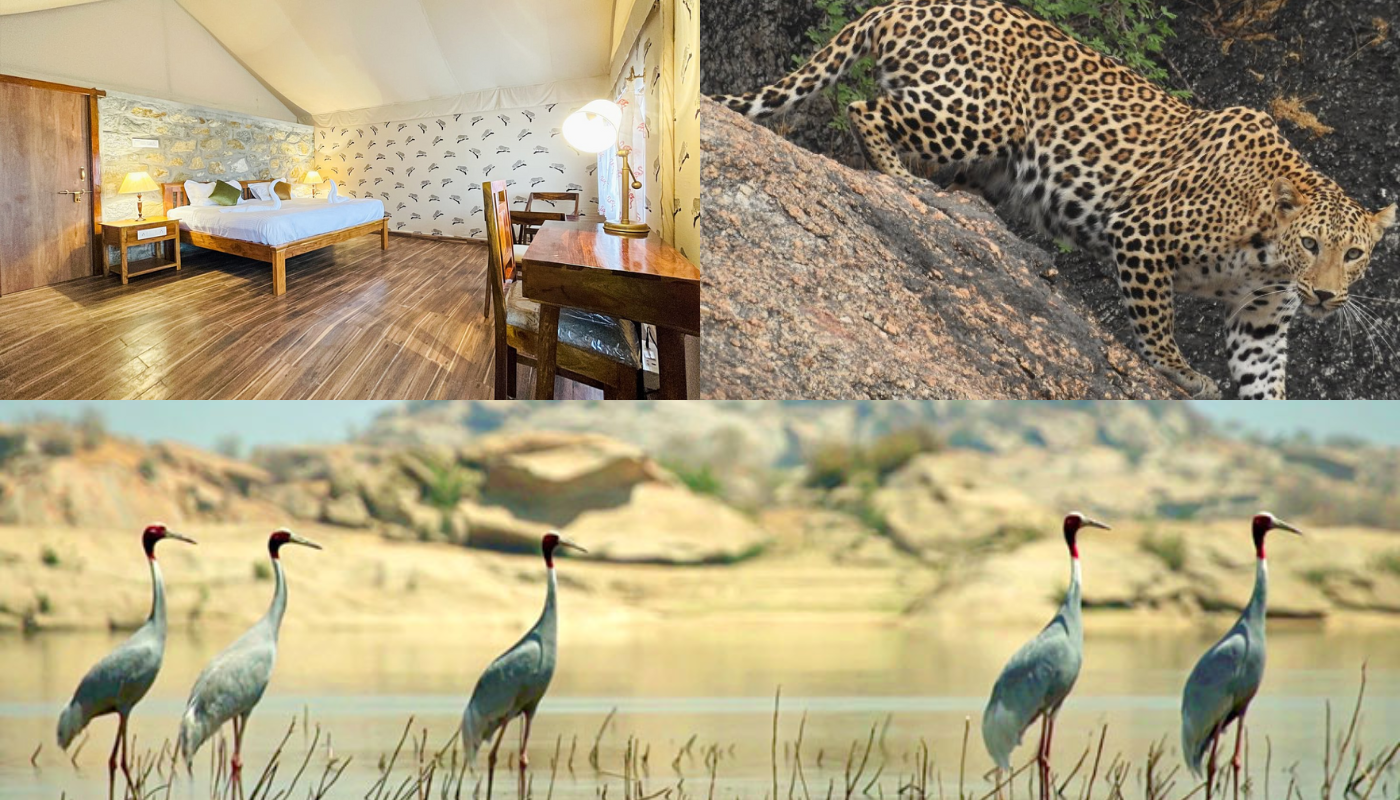Best Resort In Jawai with Leopard Safari, Birdwatching & Comfort Stay
